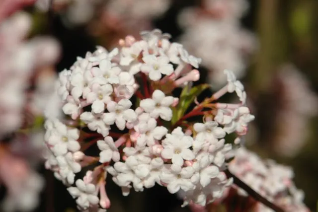 Калина пахучая (Viburnum Farreri)