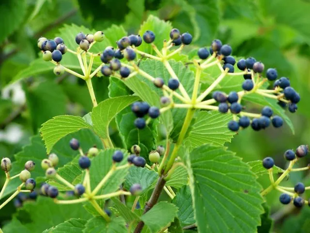 Калина зубчатая Блю Маффин (Viburnum dentatum