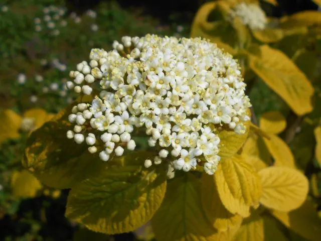 Калина гордовина Ауреум (Viburnum Lantana