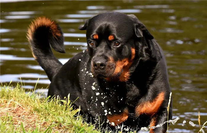 rottweiler-3477499_1280_cg880Fw