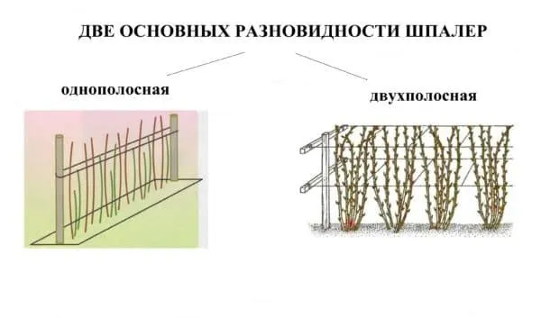 Виды шпалер для малины